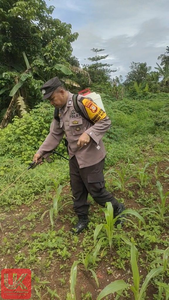 Dukung Ketahanan Pangan, Bhabinkamtibmas Polsek Ma’rang Aiptu Mufti, SH Bantu Petani Semprot Pestisida di Lahan Jagung