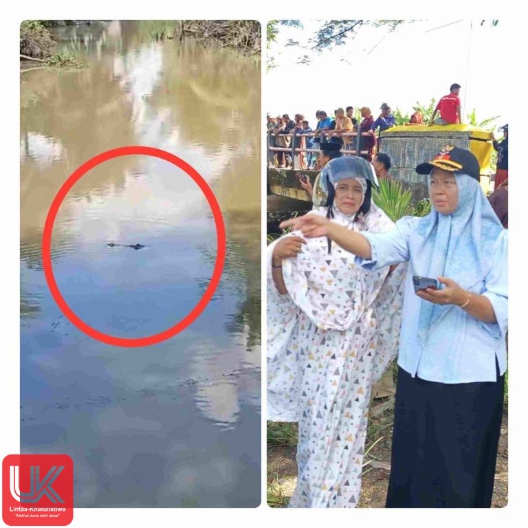 Heboh Buaya Muncul di Sungai Gentung Jadi Tontonan