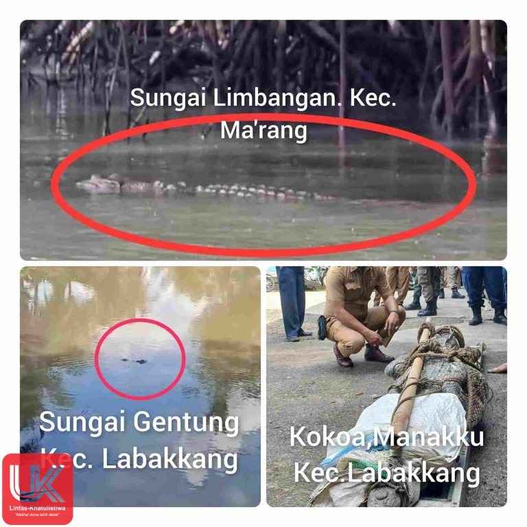 Penampakan Buaya di Pangkep Meningkat, Apa Tindakan Pemerintah Pangkep ?