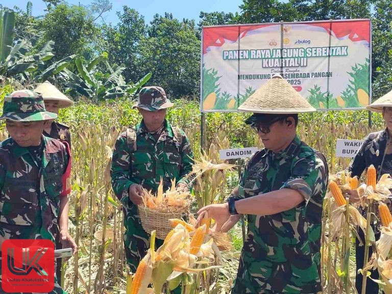 Kodim 1421/Pangkep dan Pemda Bersatu Panen Jagung, Genjot Ketahanan Pangan