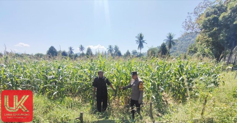 Bhabinkamtibmas Sambang dan Pantau Lahan Jagung di Wilayah Binaan