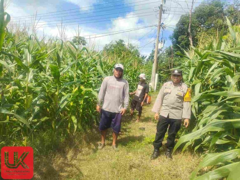 Monitoring Tanaman Jagung, Bhabinkamtibmas Desa Padang Lampe Dukung Ketahanan Pangan Warga