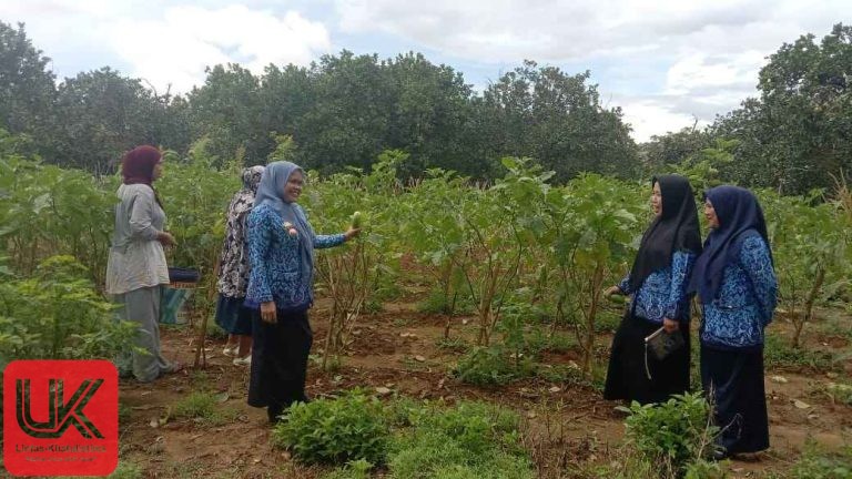 Lurah Ma’rang Andi Rita Welly, S.Sos., MM. Apresiasi Panen Terong Kelompok Tani Wanita “Amanah”.