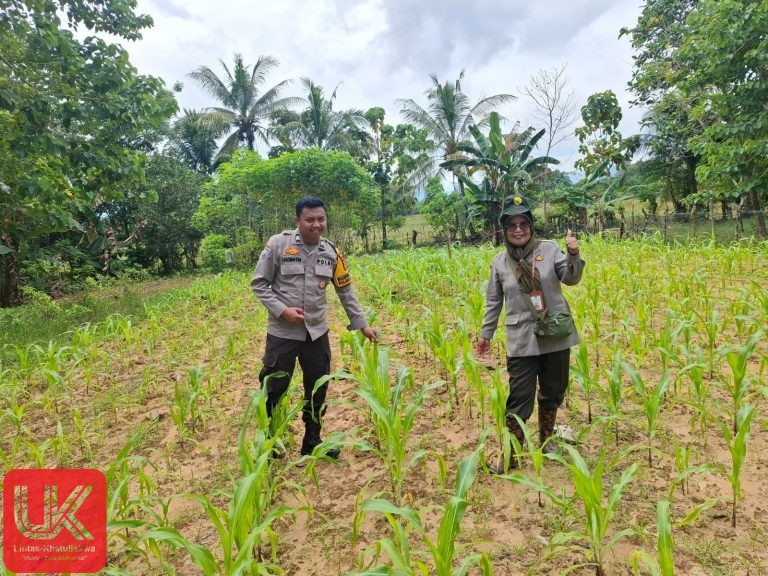 Bhabinkamtibmas Desa Tamangapa Pantau Tanaman Jagung, Dukung Program Ketahanan Pangan Nasional
