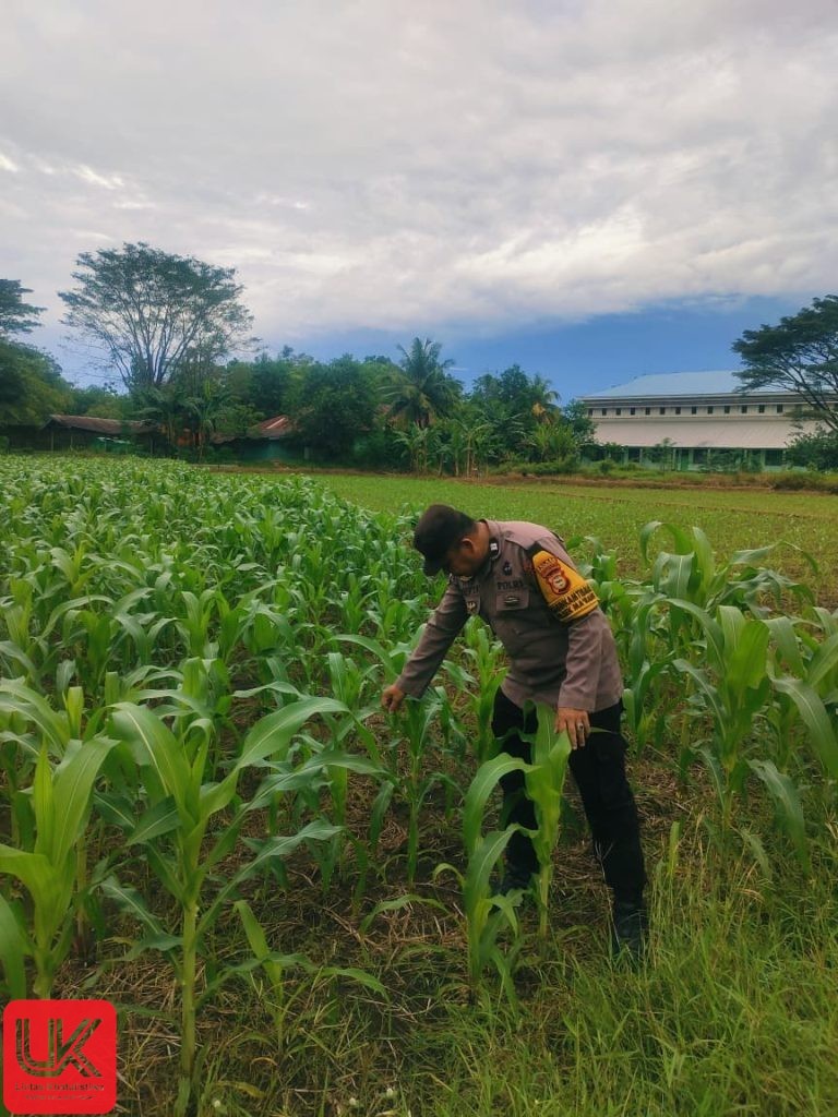Dukung Ketahanan Pangan, Bhabinkamtibmas Polsek Ma’rang Pantau Perkembangan Tanaman Jagung Warga