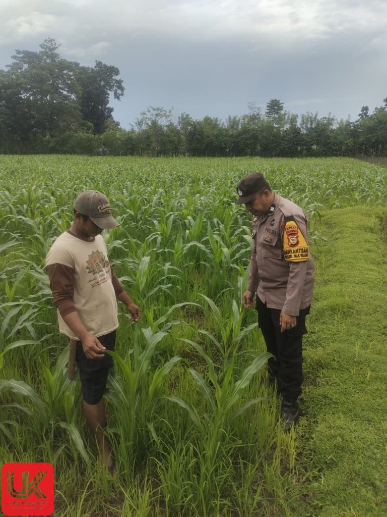 Dukung Ketahanan Pangan, Bhabinkamtibmas Polsek Ma’rang Pantau Perkembangan Tanaman Jagung Warga
