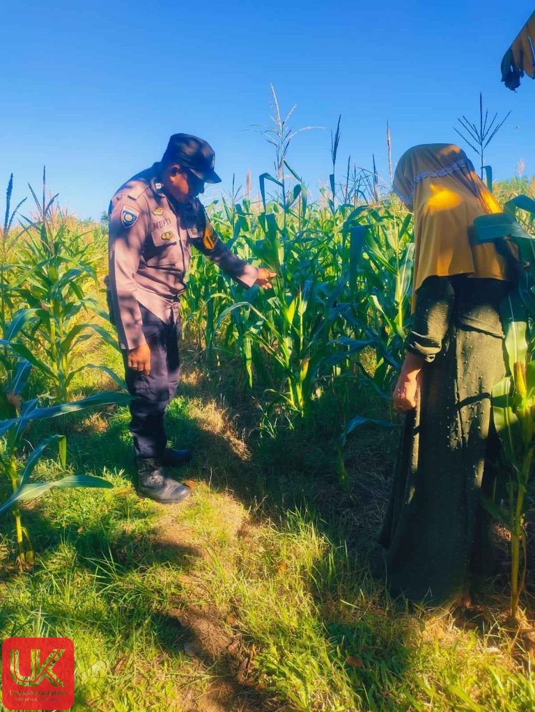Bhabinkamtibmas Desa Padang Lampe Pantau Tanaman Jagung Warga untuk Dukung Ketahanan Pangan Nasional
