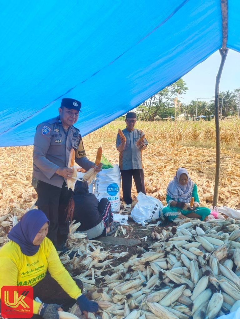 Dukung Program Ketahanan Pangan Bhabinkamtibmas Polsek Ma’rang, Dampingi Warga Panen Jagung