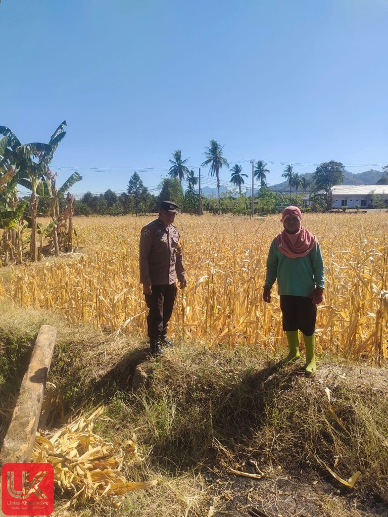 Bhabinkamtibmas Desa Padanglampe Dampingi Warga Panen Jagung, Dukung Ketahanan Pangan Nasional